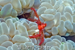 Orangutan crab on bubble coral, Achaeus japonicus by Larry Polster 